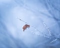 Beautiful frozen tree branch with dead leaves Royalty Free Stock Photo