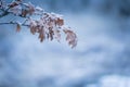 Beautiful frozen tree branch with dead leaves Royalty Free Stock Photo