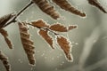 Beautiful frozen tree branch with dead leaves Royalty Free Stock Photo