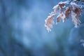 Beautiful frozen tree branch with dead leaves Royalty Free Stock Photo