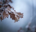 Beautiful frozen tree branch with dead leaves Royalty Free Stock Photo