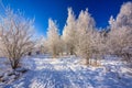 Beautiful frozen trees in the forest during winter in Poland