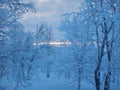 Beautiful frozen trees in northern lappland Royalty Free Stock Photo