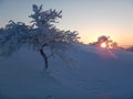 Beautiful frozen trees in northern lappland Royalty Free Stock Photo