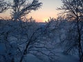 Beautiful frozen trees in northern lappland Royalty Free Stock Photo