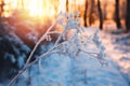 Beautiful frozen wildflowers close-up Royalty Free Stock Photo