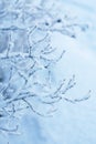 Beautiful frozen winter plant Royalty Free Stock Photo