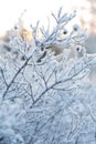 Beautiful frozen winter plant Royalty Free Stock Photo