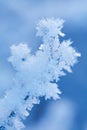 Beautiful frozen winter plant Royalty Free Stock Photo