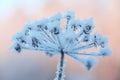 Beautiful frozen winter plant Royalty Free Stock Photo