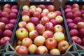 Beautiful fruit background with red apples in a cardboard box