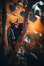 Beautiful fruit bat resting on a tree branch. Selective focus. Royalty Free Stock Photo