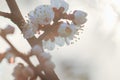 Beautiful fruit blossom flower