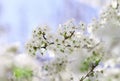 Beautiful fruit blossom outdoors.