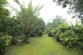 Beautiful fruit garden with lawn and walkway