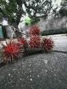 Beautiful fruit Indonesian typical rambutan