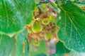 Beautiful fruit Kiwi ripen in the picturesque gardens