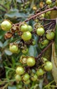 Beautiful fruit of the murici, in pequizeiro in the garden in the backyard in the rural region of the Jardim das Oliveiras neighbo