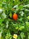 An orange fruit growing on the vines in the garden