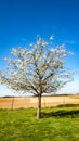 Beautiful fruit tree blooming with white flowers with a field of background Royalty Free Stock Photo