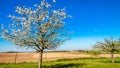 Beautiful fruit tree blooming with white flowers in the orchard with farmland in the background Royalty Free Stock Photo