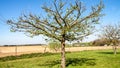 Beautiful fruit tree with few white flowers and a little birdhouse in the orchard Royalty Free Stock Photo