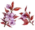 Beautiful fruit tree flower on a twig. Floral set of two twigs in pink and red color. Spring flourish illustration.