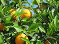 Beautiful fruit tree of oranges of juicy fruits