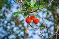 Beautiful fruits of strawberry tree or arbutus unedo tree ,the fruits are yellow and red with rough surface Royalty Free Stock Photo