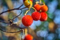 Beautiful fruits of strawberry tree or arbutus unedo tree ,the fruits are yellow and red with rough surface Royalty Free Stock Photo