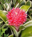 Beautiful fuchia color of flower, Billbergia Pyramidalis in the garden