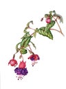 Beautiful fuchsia branch with flowers, buds and berries Royalty Free Stock Photo