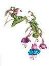 Beautiful fuchsia branch with flowers, buds and berries