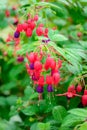 Beautiful fuchsia flower blooming in the garden