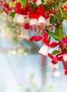 Beautiful fuchsia flowers Royalty Free Stock Photo