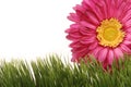 Beautiful fuchsia gerbera daisy flower on green grass isolated on white background