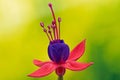 Beautiful Fuchsia plant. Fuchsia flowers in full bloom. Unique trio of flowers. Pink and purple flowers. Upright fuchsia.Close up.