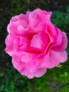 Beautiful fuchsia rose color in the garden.