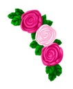 Beautiful Fuchsia and White Roses with Leaves Transparent for Corner Art