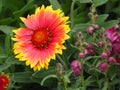 The beautiful full bloom of the Arizona Sun Blanket Flower