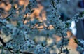 Beautiful full bloom cherry Blossom in the early spring season. Pink Sakura Japanese flower against sunset golden hour. Close up Royalty Free Stock Photo