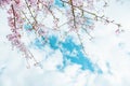 Beautiful full bloom cherry Blossom in the early spring season. Pink Sakura Japanese flower in over the blue sky. Japanese Garden Royalty Free Stock Photo