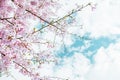 Beautiful full bloom cherry Blossom in the early spring season. Pink Sakura Japanese flower in over the blue sky. Japanese Garden