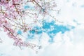 Beautiful full bloom cherry Blossom in the early spring season. Pink Sakura Japanese flower in over the blue sky. Japanese Garden Royalty Free Stock Photo