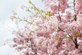 Beautiful full bloom cherry Blossom in the early spring season. Pink Sakura Japanese flower in over the blue sky. Japanese Garden Royalty Free Stock Photo