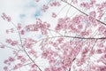 Beautiful full bloom cherry Blossom in the early spring season. Pink Sakura Japanese flower in over the blue sky. Japanese Garden Royalty Free Stock Photo