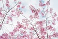 Beautiful full bloom cherry Blossom in the early spring season. Pink Sakura Japanese flower in over the blue sky. Japanese Garden Royalty Free Stock Photo