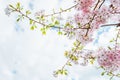 Beautiful full bloom cherry Blossom in the early spring season. Pink Sakura Japanese flower in over the blue sky. Japanese Garden Royalty Free Stock Photo