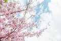 Beautiful full bloom cherry Blossom in the early spring season. Pink Sakura Japanese flower in over the blue sky. Japanese Garden Royalty Free Stock Photo