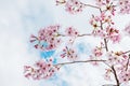 Beautiful full bloom cherry Blossom in the early spring season. Pink Sakura Japanese flower in over the blue sky. Japanese Garden Royalty Free Stock Photo